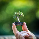 Mini-Bonsai